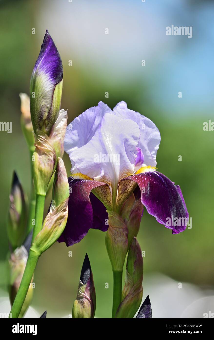 Iris × germanica is the accepted name for a species of flowering plants in the family Iridaceae commonly known as the bearded iris Stock Photo