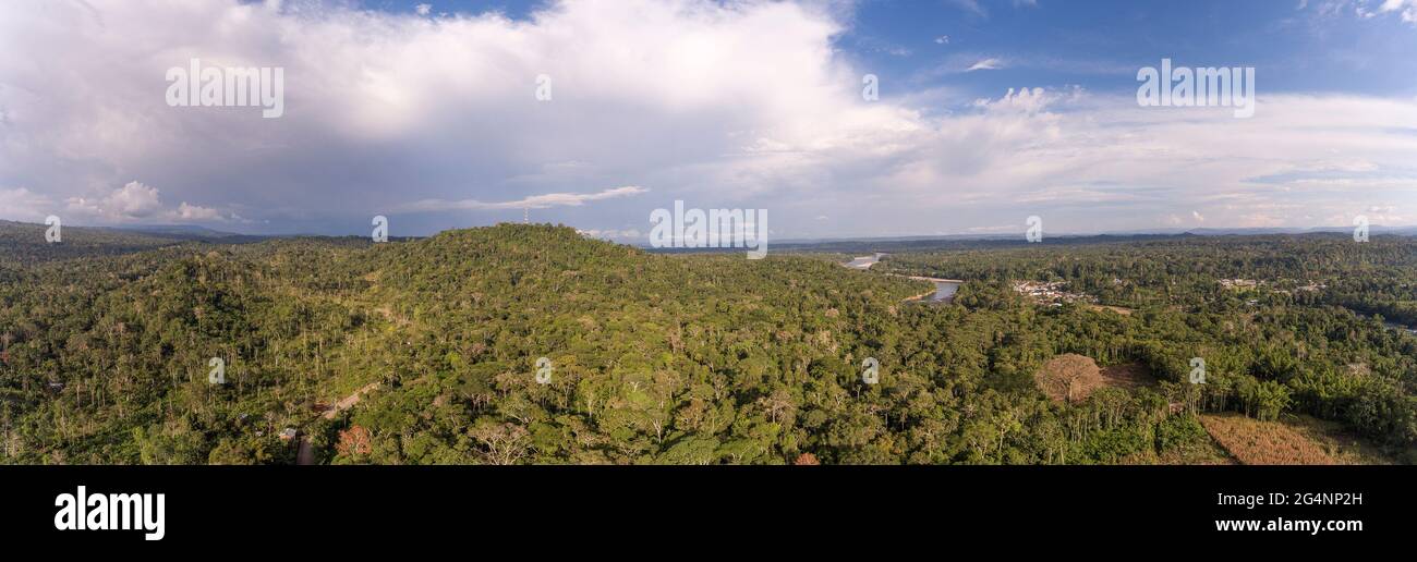 Aerial panorama of the rainforest with an enormous leafless Ceibo tree and a clearing planted with maize at the right of image.  Napo province in the Stock Photo