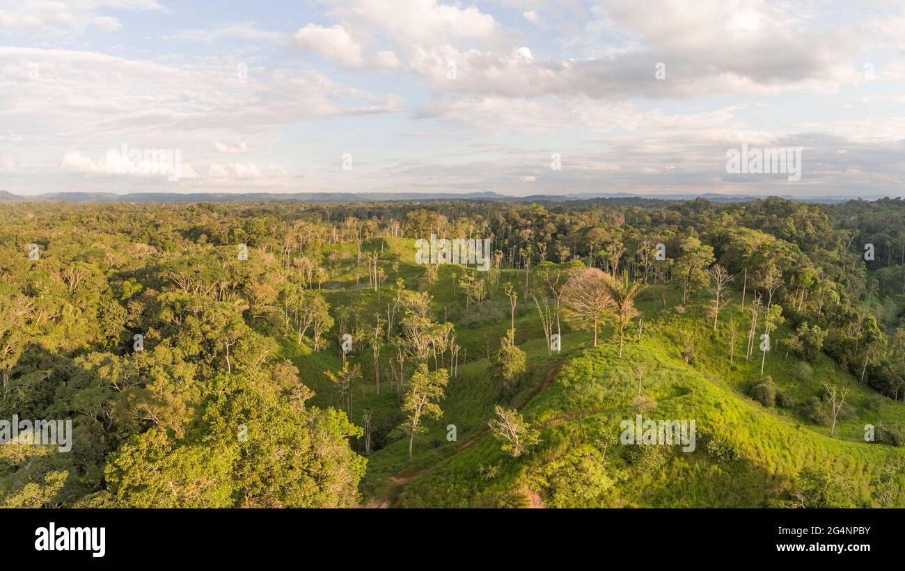 Aerial shot of a cleaning cut from Amazonian rainforest for cattle ranching. On a sunny evening with untouched primary forrest surrounding it. In Napo Stock Photo
