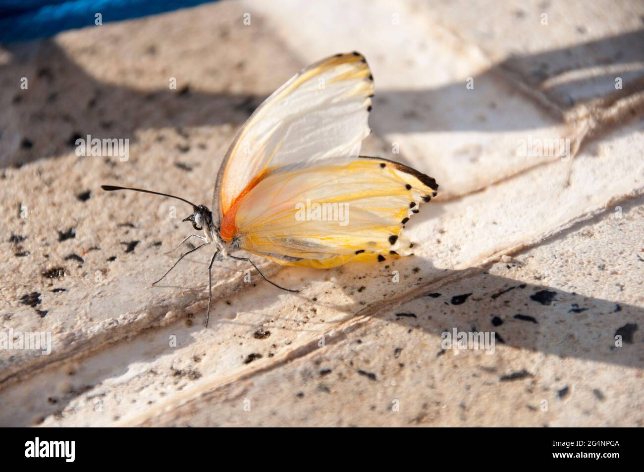 A butterfly drying it's wings after being saved from a swimming pool. Stock Photo