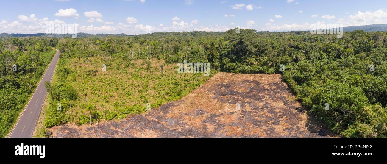 Aerial of slash and burn cultivation. This plot has been cleared from the rainforest and burnt, ready to plant crops (maize, manioc or banana). In Nap Stock Photo
