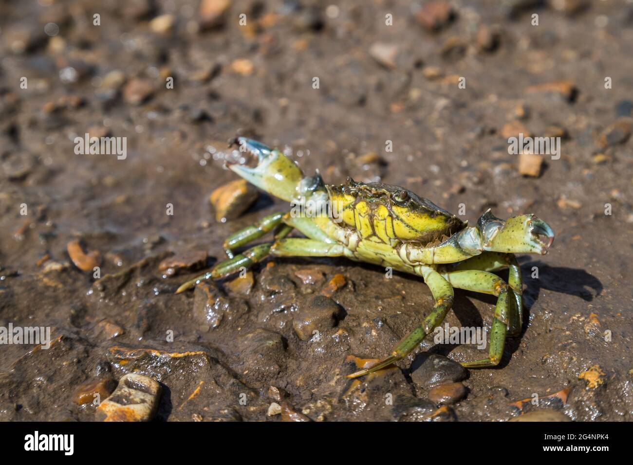 A crab in a defensive stance after being caught at Burnham Overy