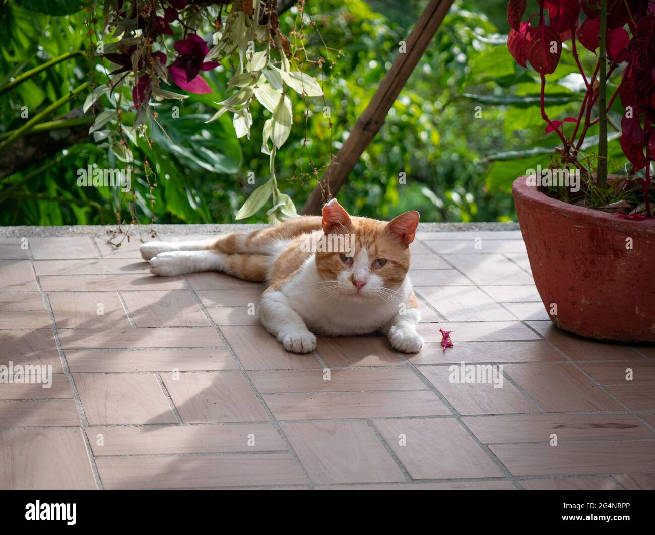 White Cat with Strabismus in the Eyes Sitting in the Garden in Minca, Colombia Stock Photo