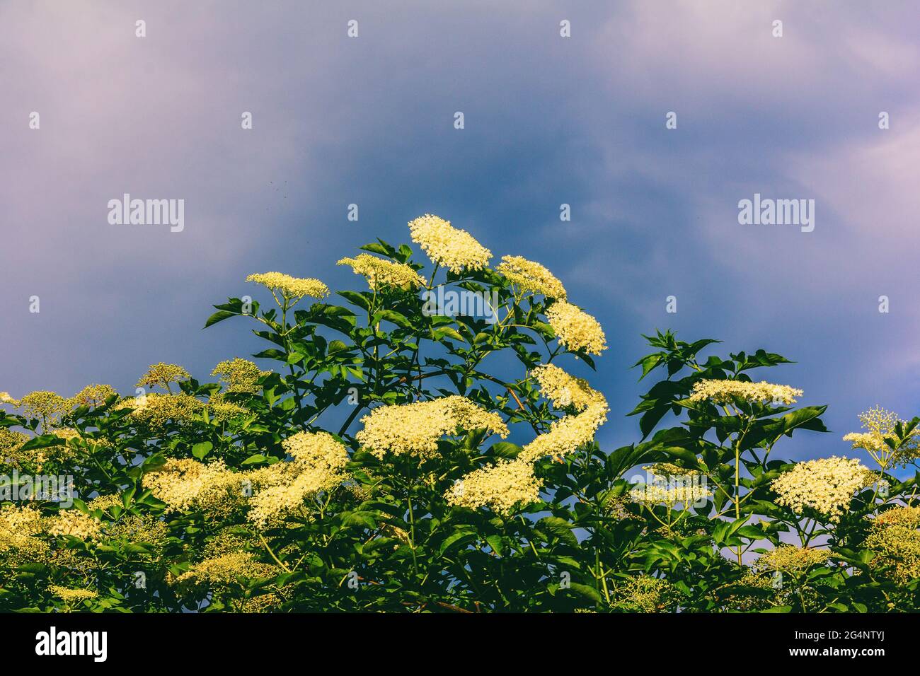 a large flowering elderberry tree on a blue sky background Stock Photo