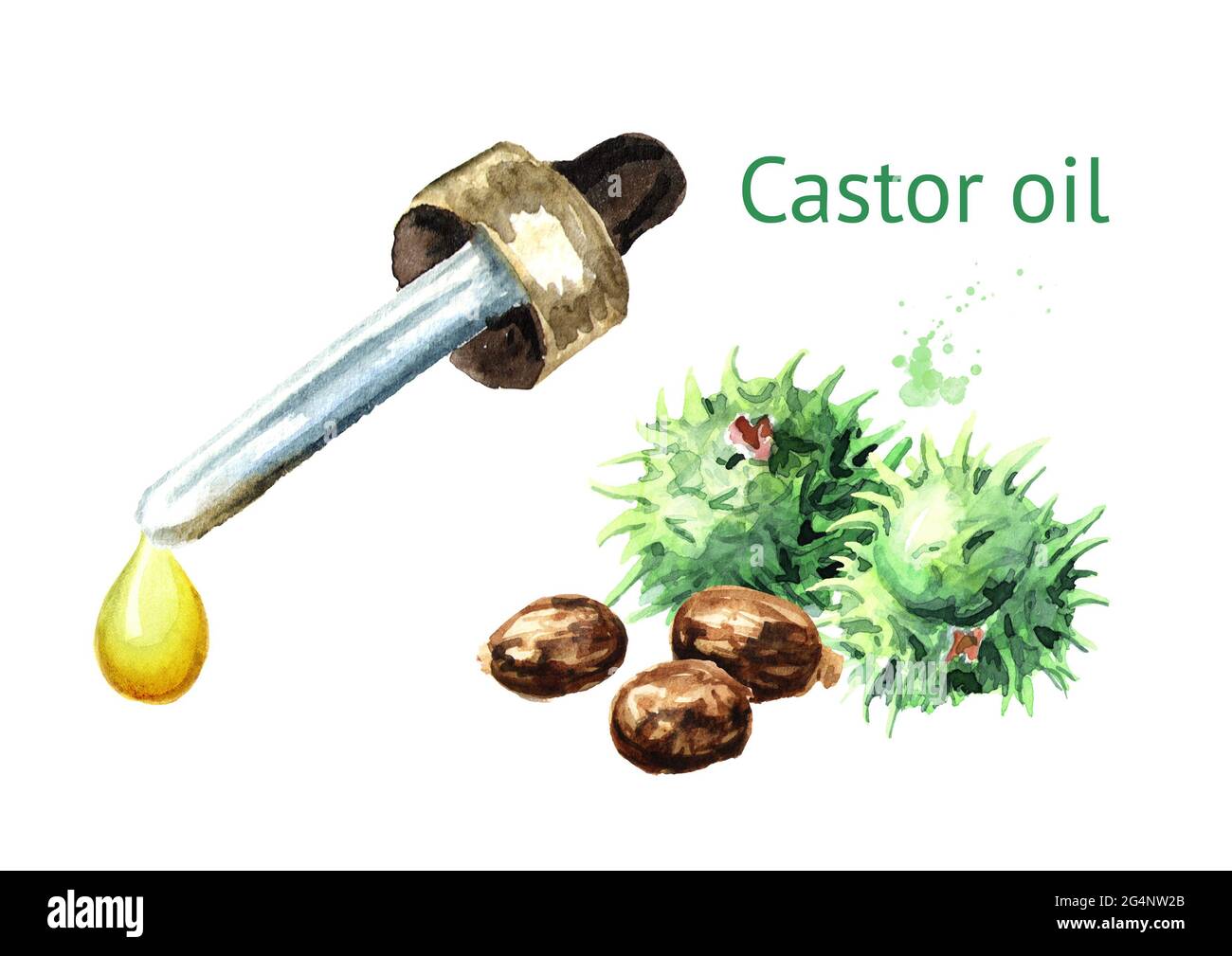 Castor oil drop with  Green castor fruits and seeds. Watercolor hand drawn illustration, isolated on white background Stock Photo