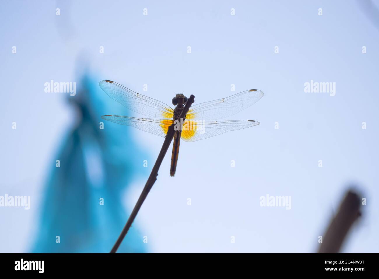 Download Dragonfly Glow High Resolution Stock Photography And Images Alamy