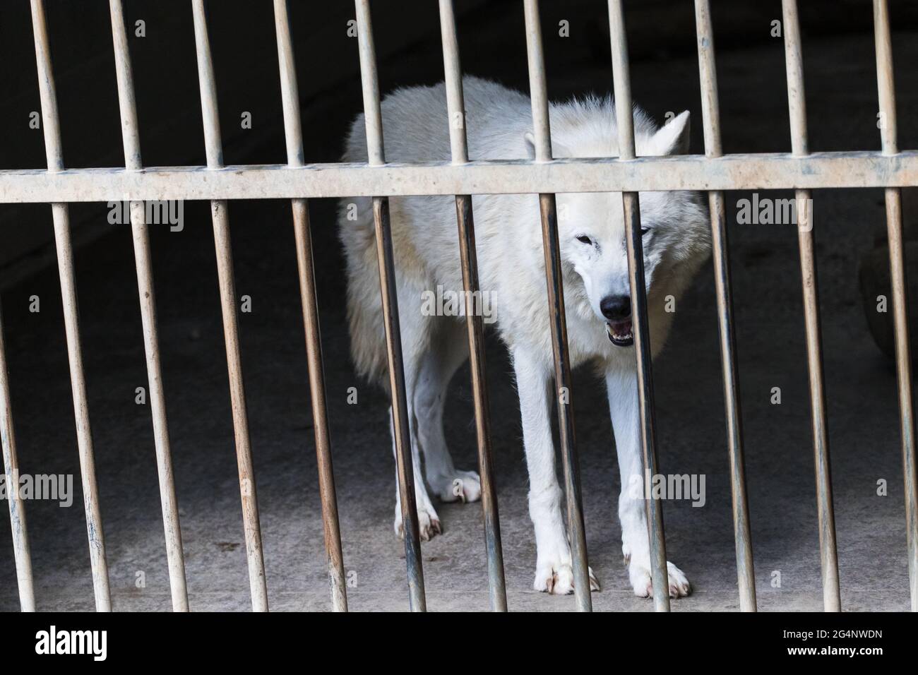 Behind bars wolves Behind Bars