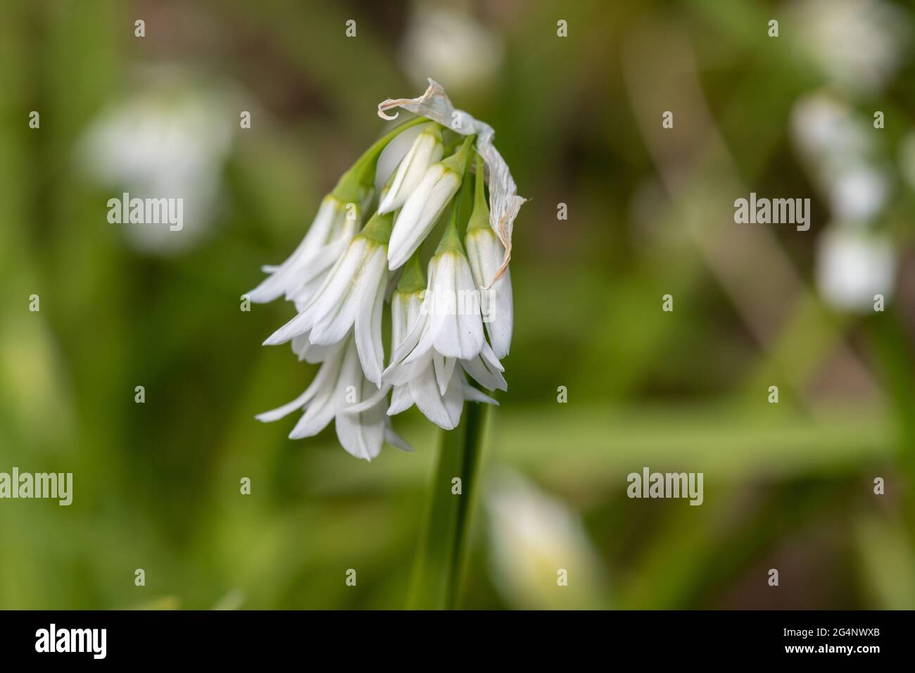 Close up of a three cornered leek (allium triquetrum) flower in bloom Stock Photo