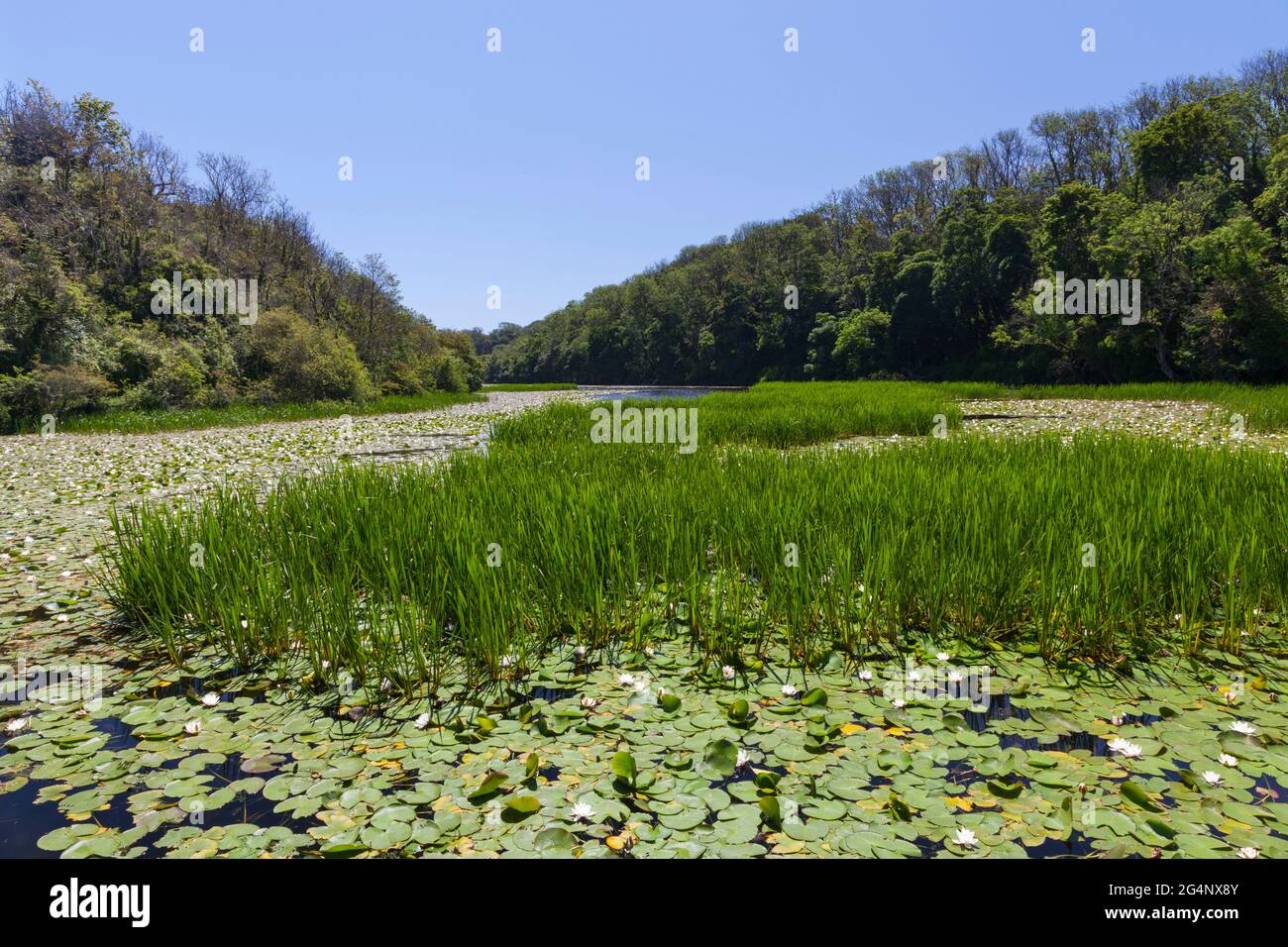 Bosherton lily ponds hi-res stock photography and images - Alamy