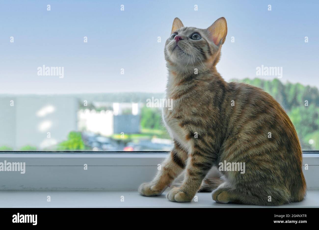 Close-up of a small cute ginger tabby kitten sits on the windowsill and looks up. Pets. Selective focus. Stock Photo