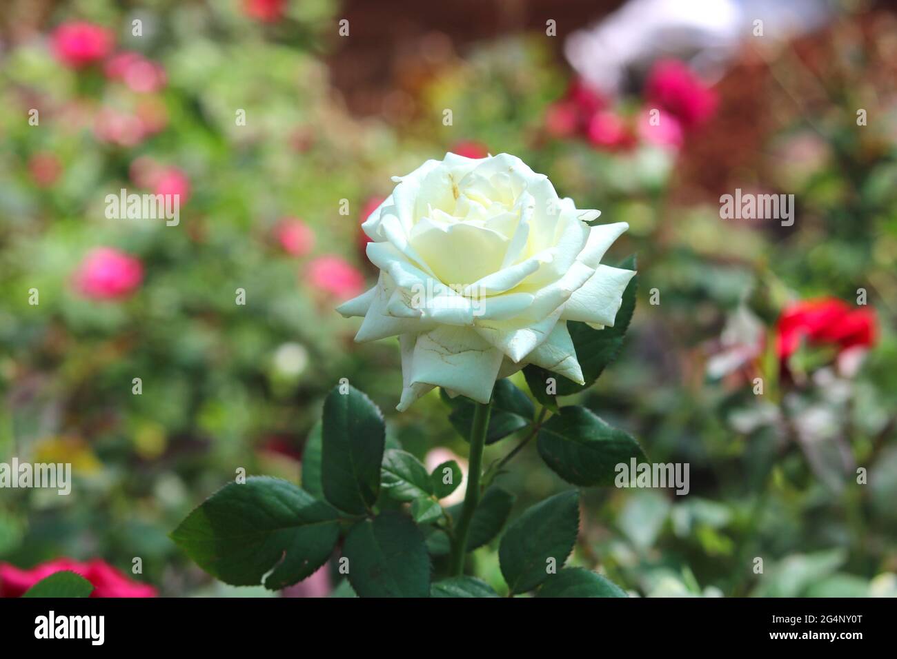 Closeup shot white natural hi-res stock photography and images - Alamy
