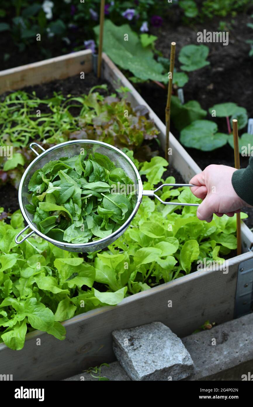 Baby Spinach Growing High Resolution Stock Photography And Images Alamy