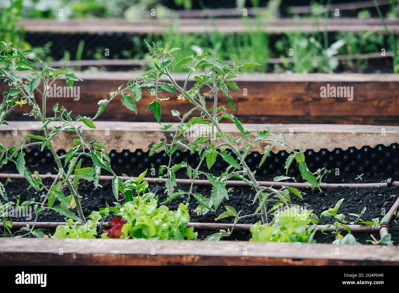 Tomatoes and lettuce growing in a greenhouse in elevated garden beds