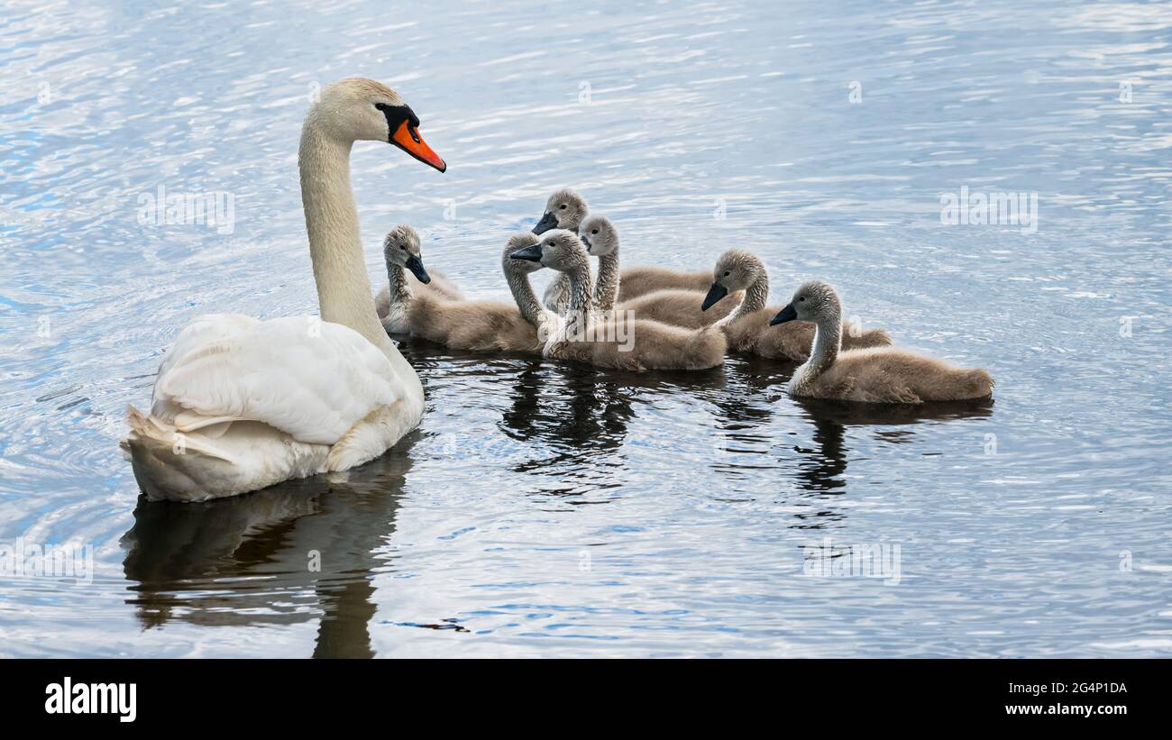 White mute swan family on pond. Cute small cygnet childrens and loving mother. Cygnus olor. Closeup of wild aquatic bird on blue rippled water surface. Stock Photo