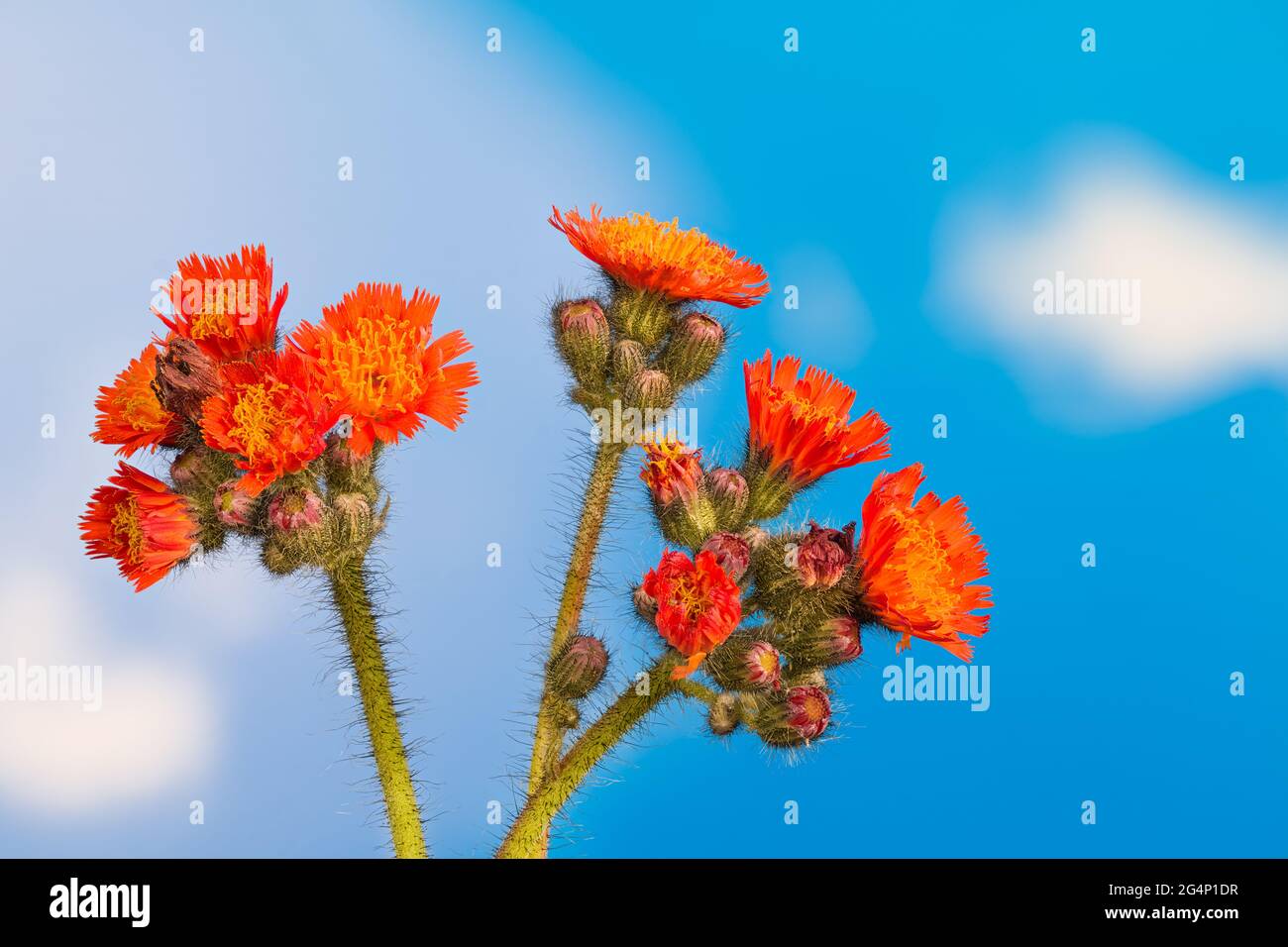 Orange hawkweed blooms and buds on blue sky background. Beautiful detail of ornamental plant. Clusters of flowers arranged on green hairy stems. Eco. Stock Photo