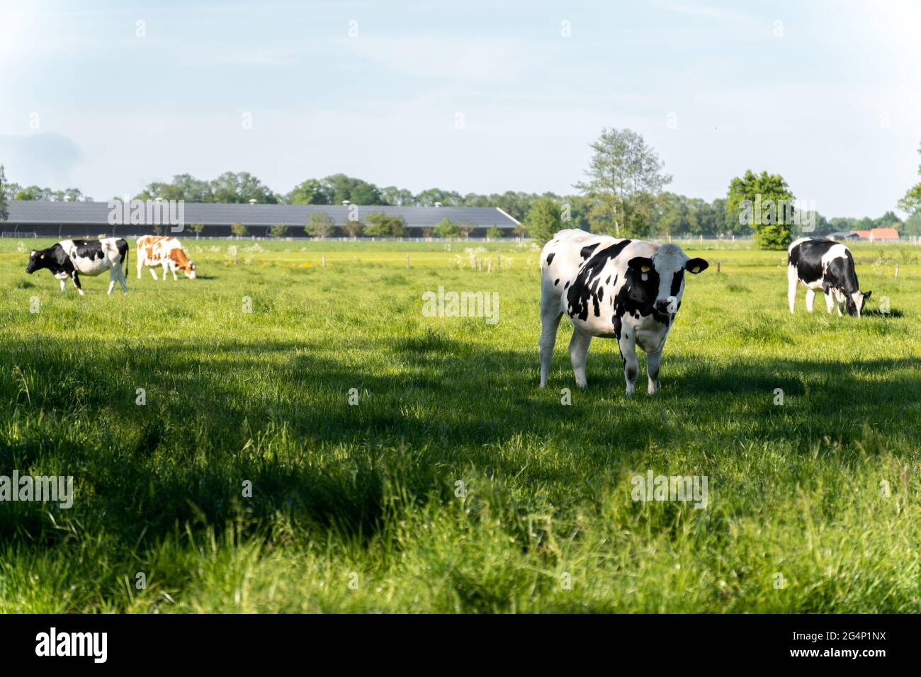 View of Holstein Friesian cattle grazing in a field Stock Photo Alamy