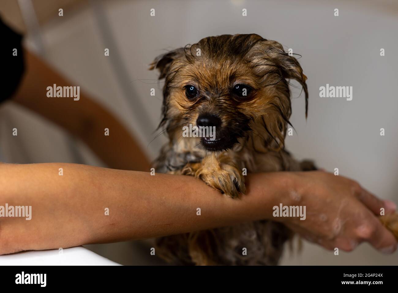 Pomeranian puppy taking a shower in bathroom Stock Photo Alamy