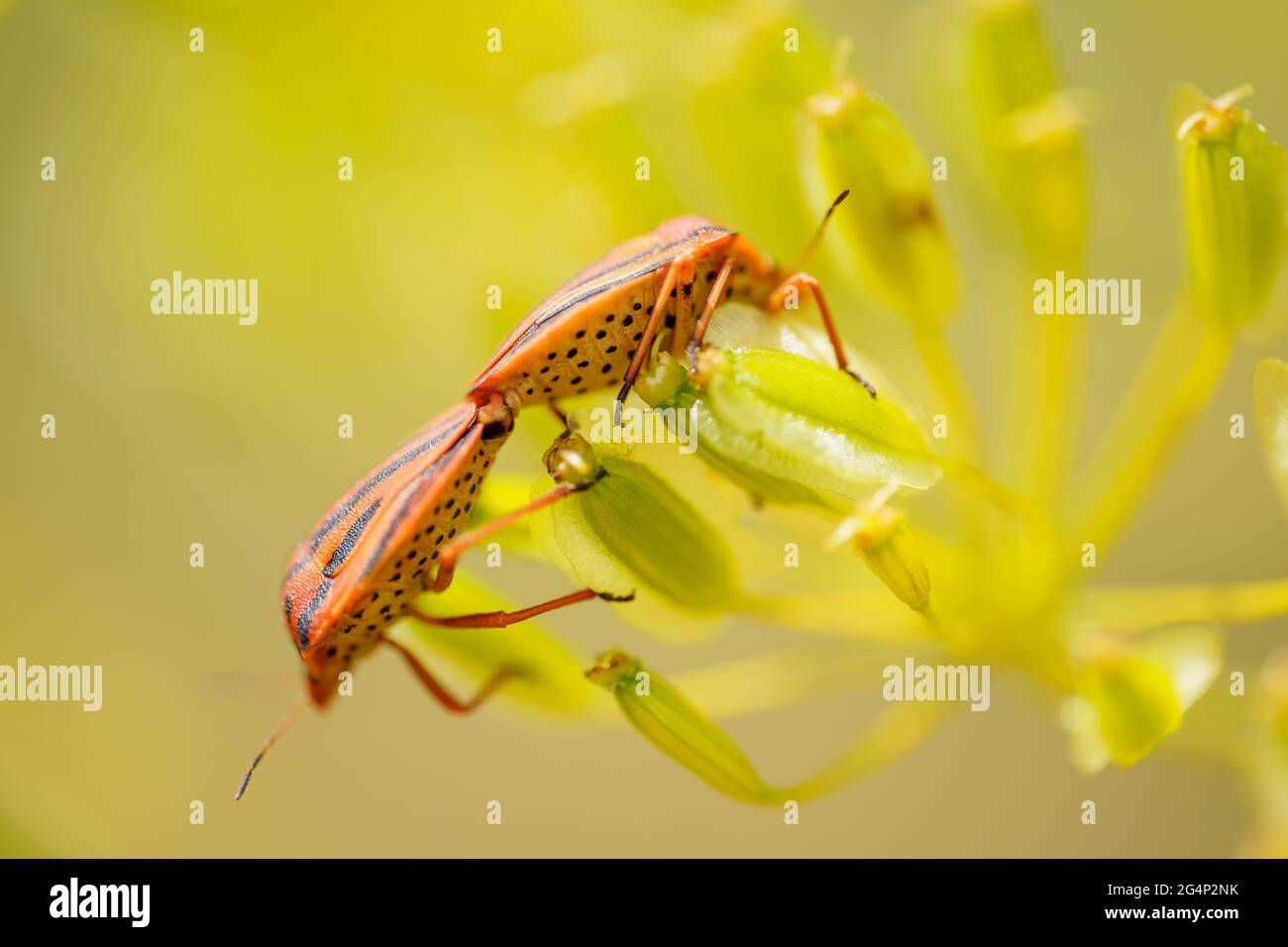 Two ladybird beetles on a yellow flower Stock Photo