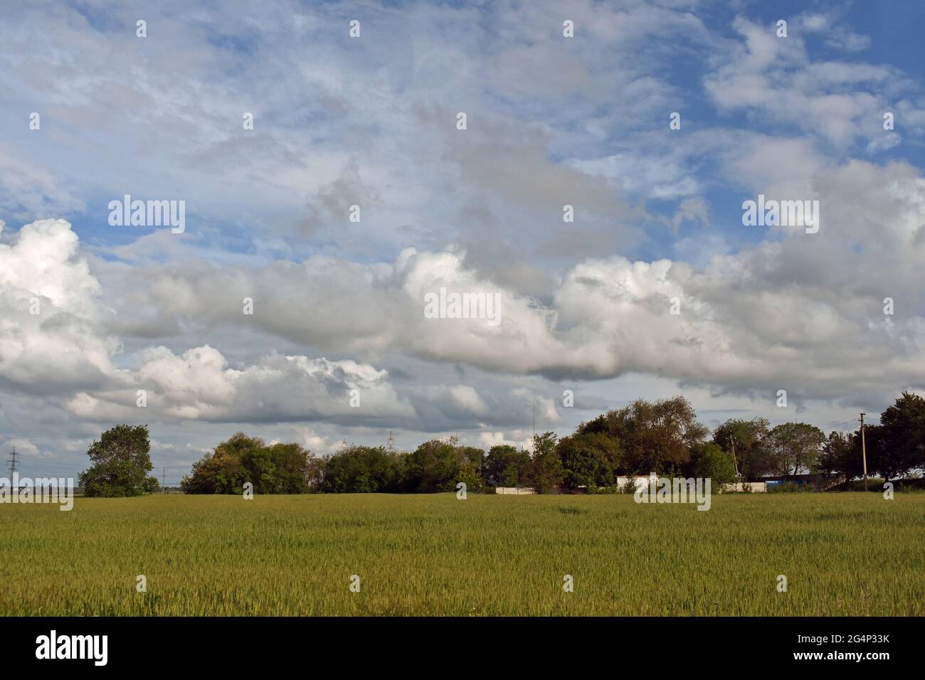 Field with trees in the distance with a cloudy sky Stock Photo - Alamy