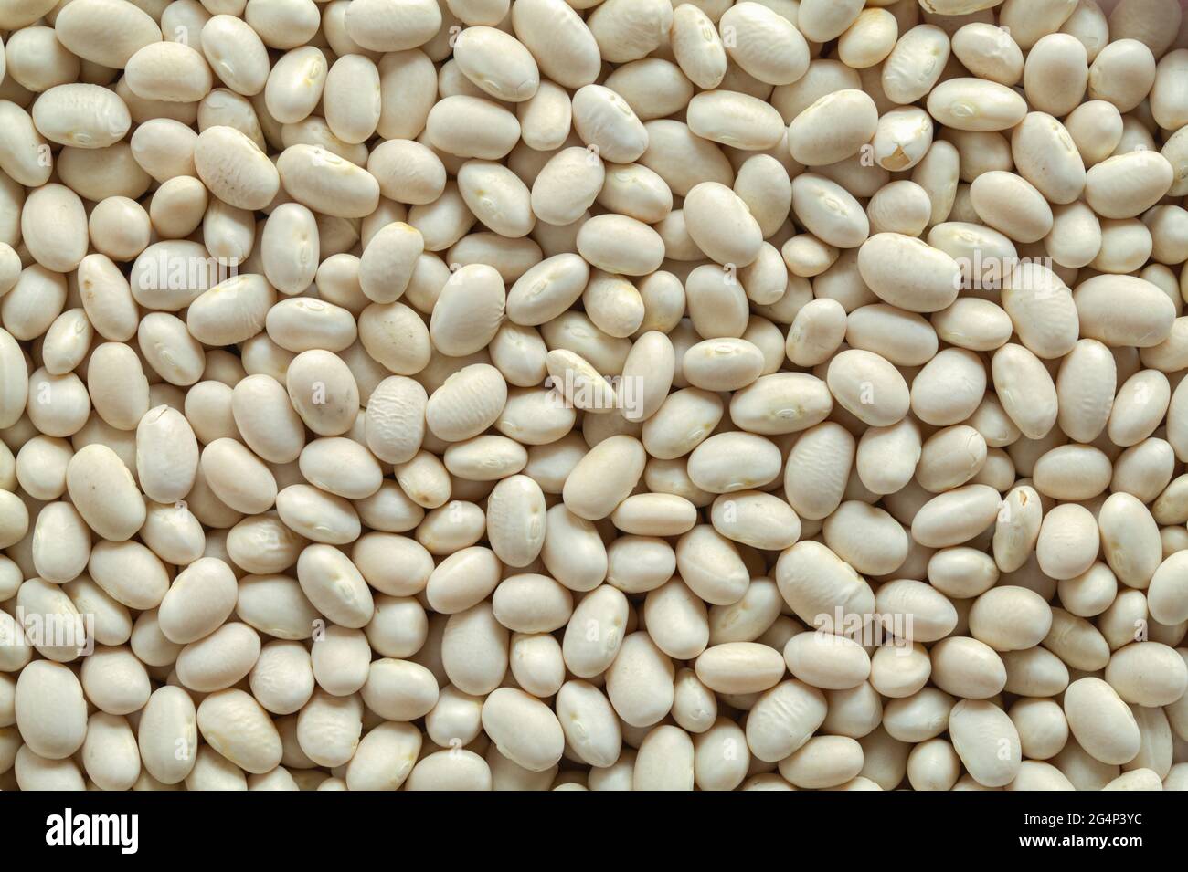 Pile of White Navy Bean Background Texture. Stock Photo