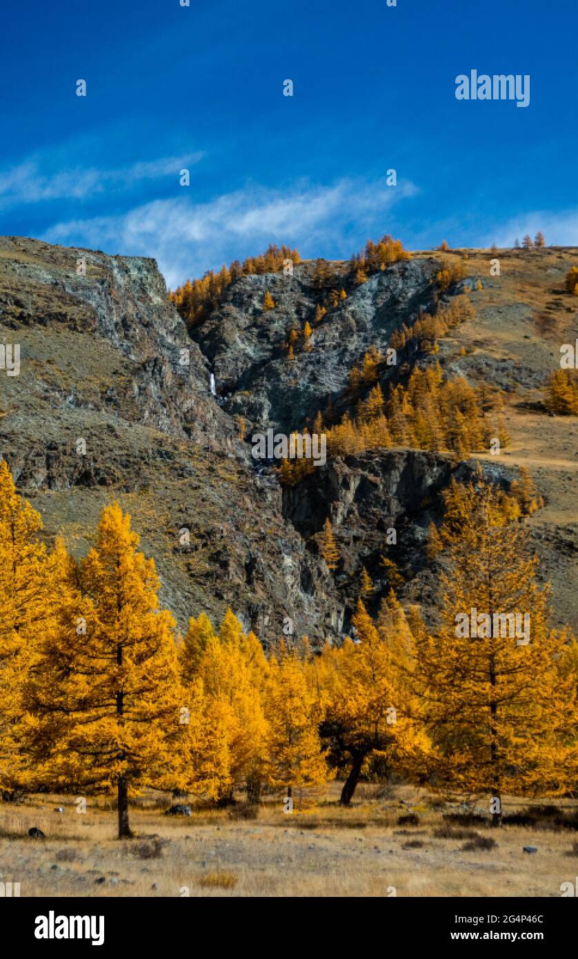 Yellowed conifers. Autumn in the altai forests. Yellowed conifers. Autumn in the altai forests. Stock Photo
