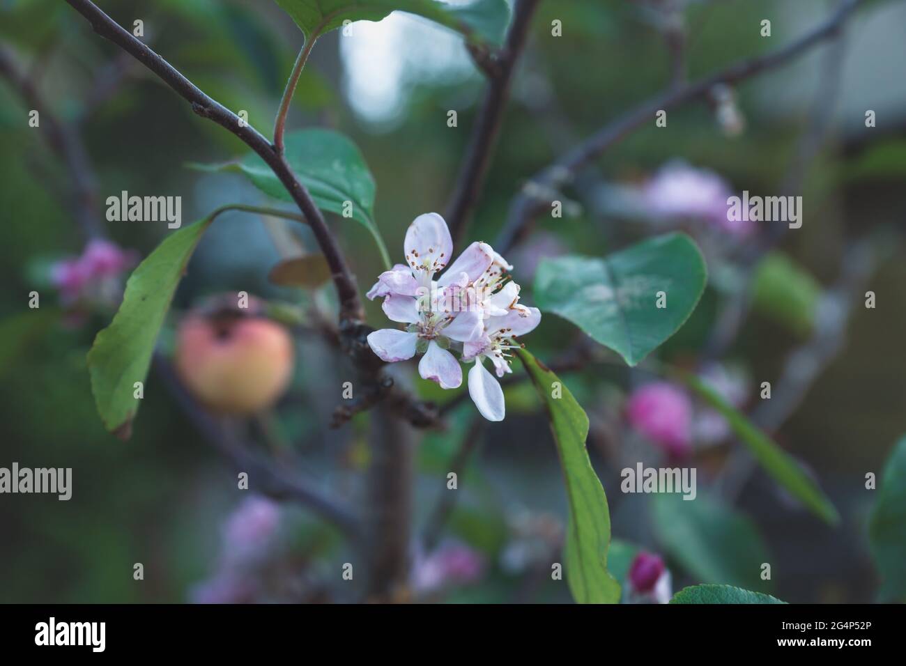 Pink Rose Flower Detail Bud Petals Blossom High Resolution Stock Photography And Images Alamy Pink Rose Flower Detail Bud Petals Blossom High Resolution Stock Photography And Images Alamy