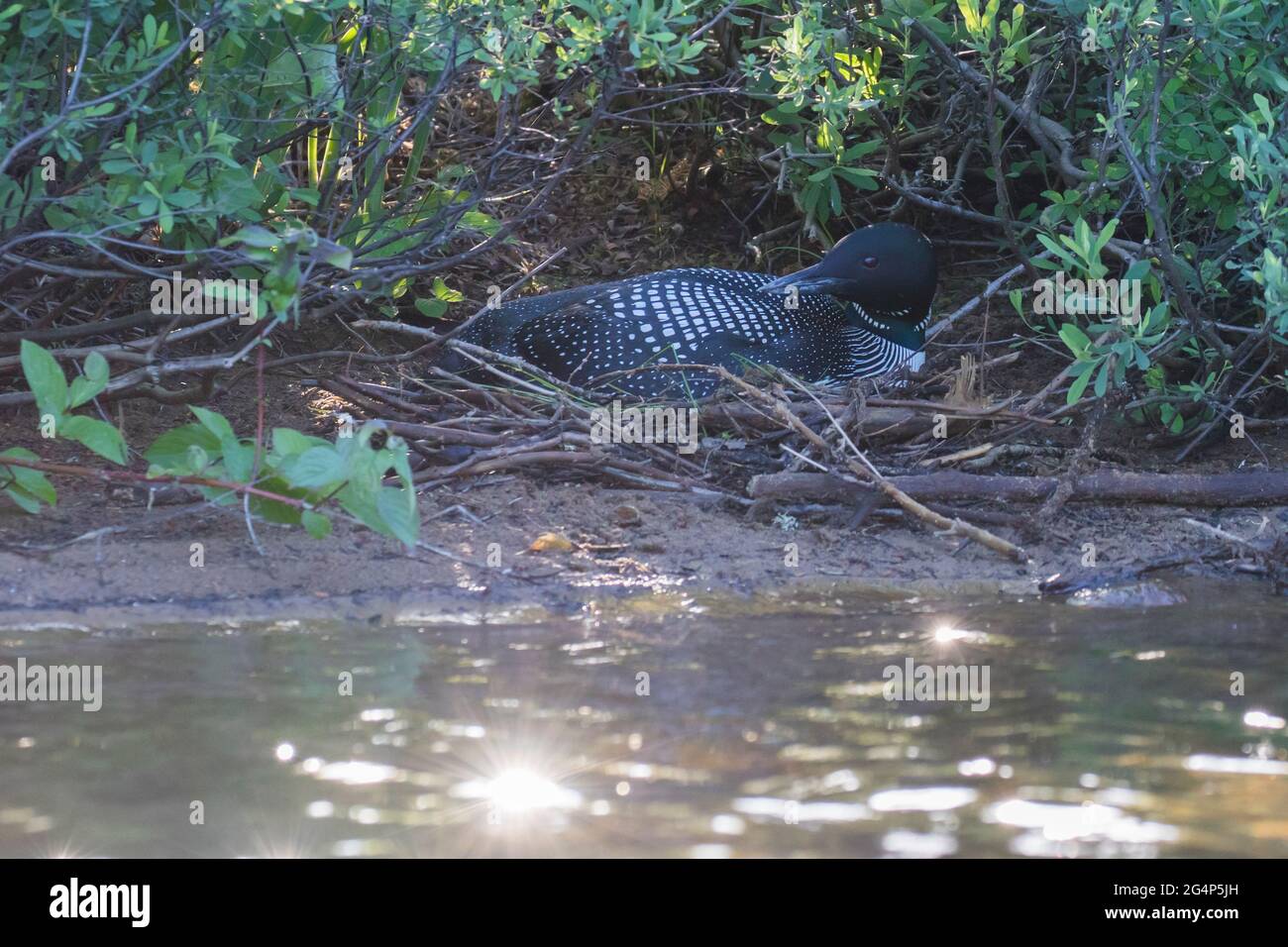 common loon or great northern diver (Gavia immer) at nest Stock Photo