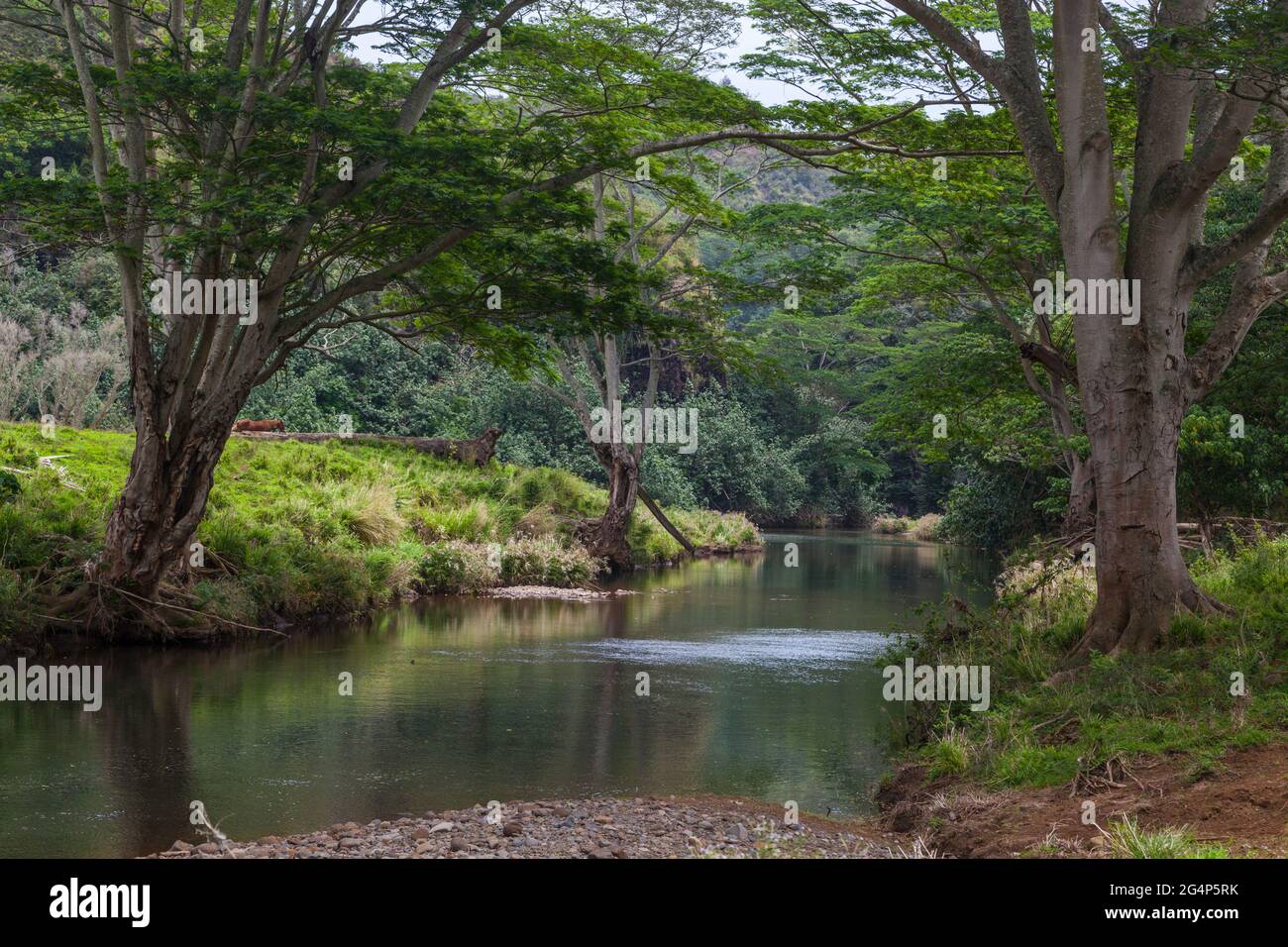 The WAILUA RIVER is accessed by kayak in the WAILUA VALLEY KAUAI