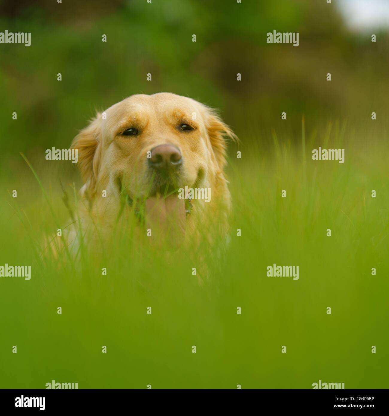 Selective shot golden retriever hi-res stock photography and images - Alamy