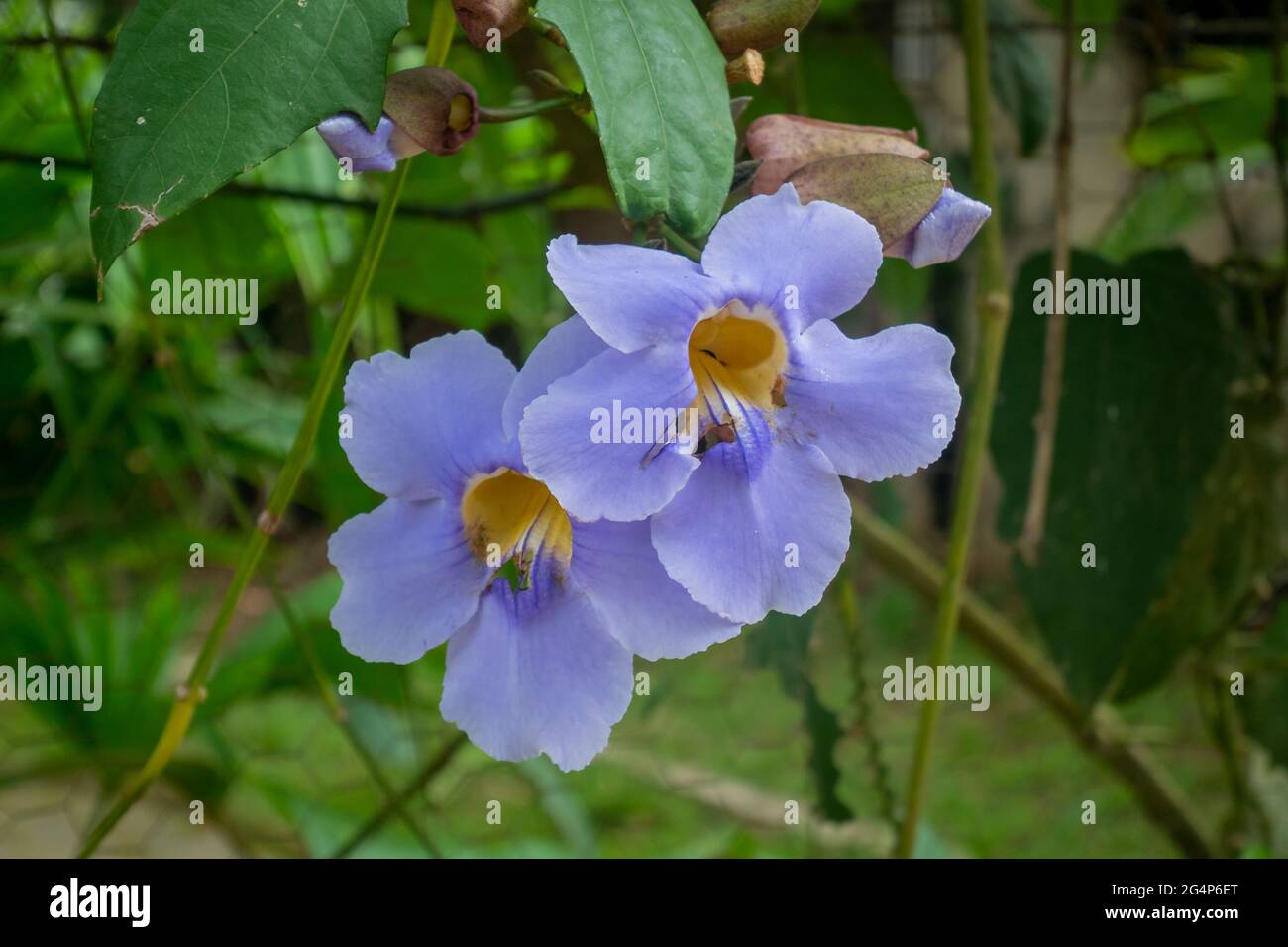 Purple Flower Knows as Bengal Clockvine, Bengal Trumpet, Blue Skyflower, Blue Thunbergia and Skyvine (Thunbergia grandiflora) is in the Garden in Minc Stock Photo