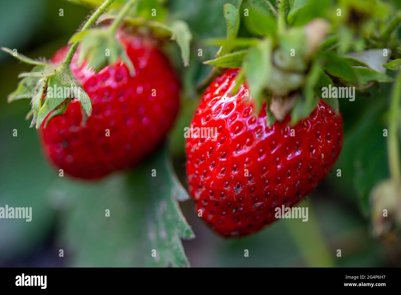 Closeup shot of fresh strawberries growing in the garden Stock Photo ...