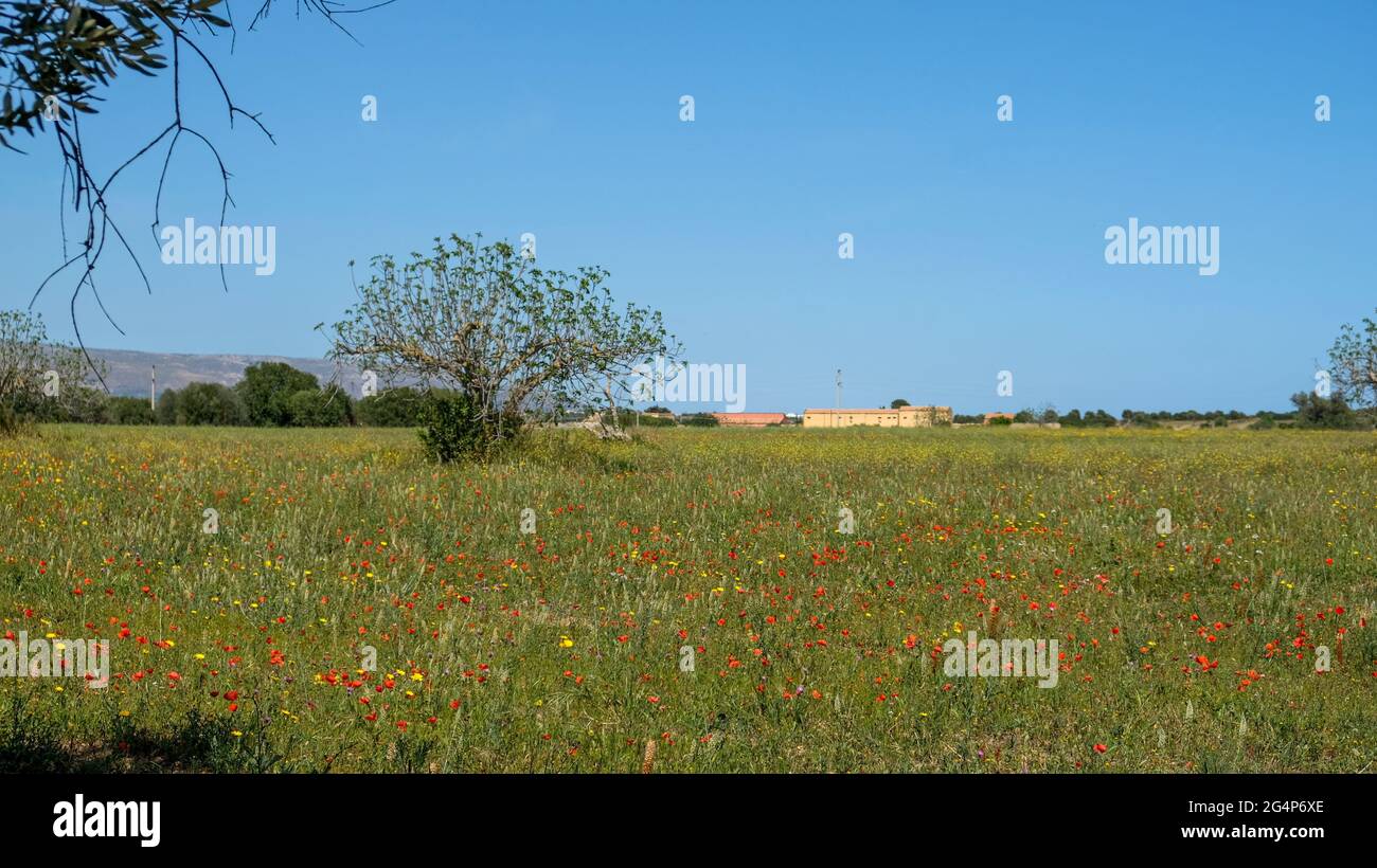 Sicily, province of Syracuse. Flowered field near Vendicari reserve. Spring is here. Stock Photo