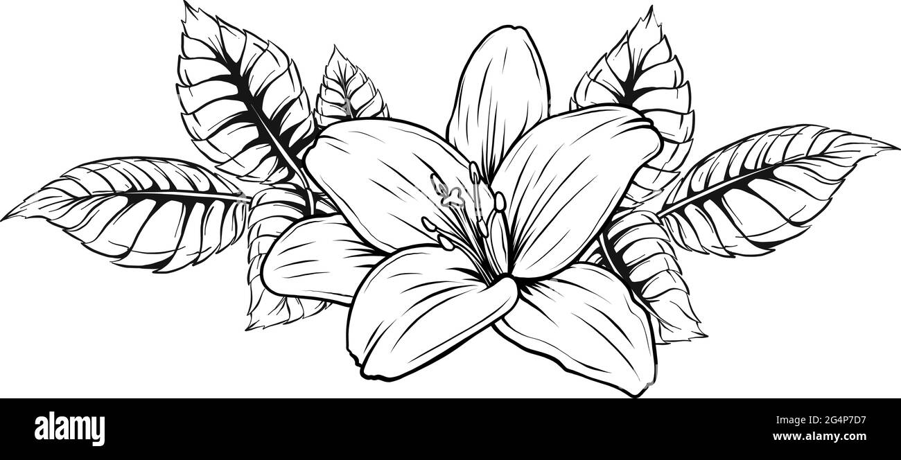 vector illustration of lily flower with leaves Stock Vector Image & Art