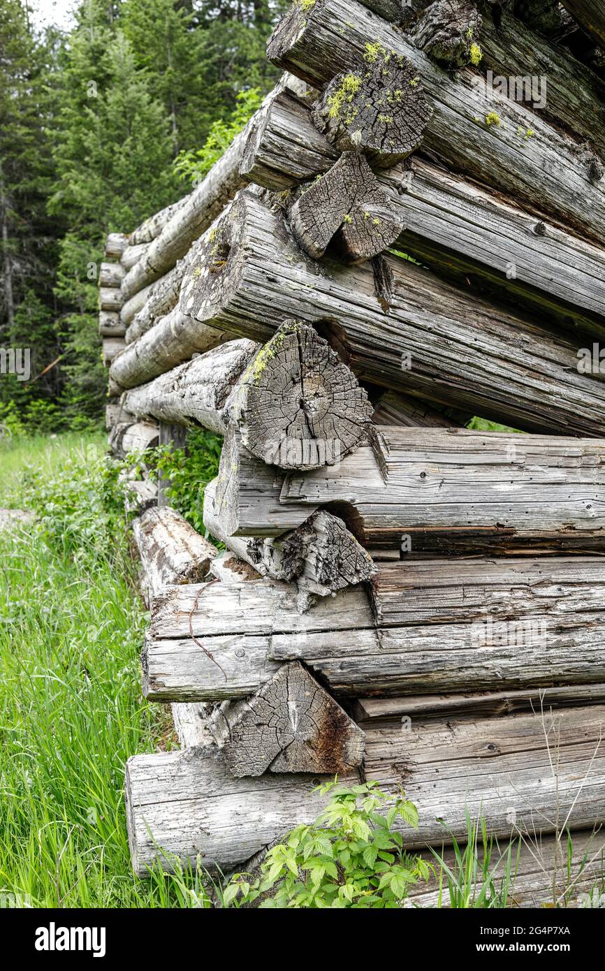 The corner showing the logs stacked of an old log cabin in ruins located near Athol, Idaho. Stock Photo