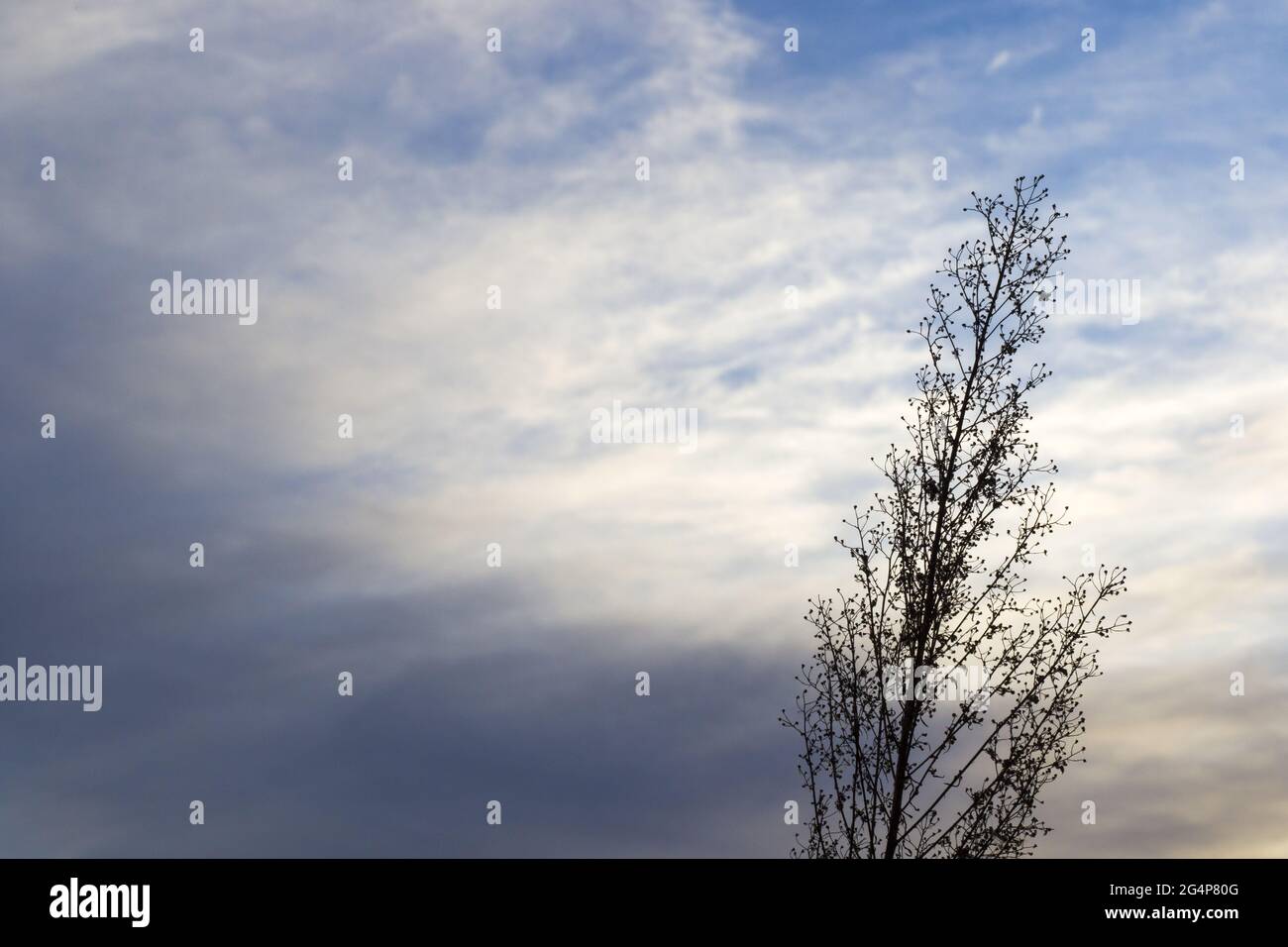 Tree under a blue cloudy sky Stock Photo - Alamy