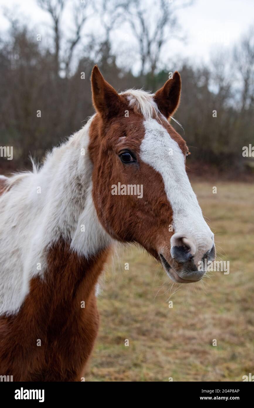 Vertical shot of a white and brown horse at a pasture Stock Photo - Alamy