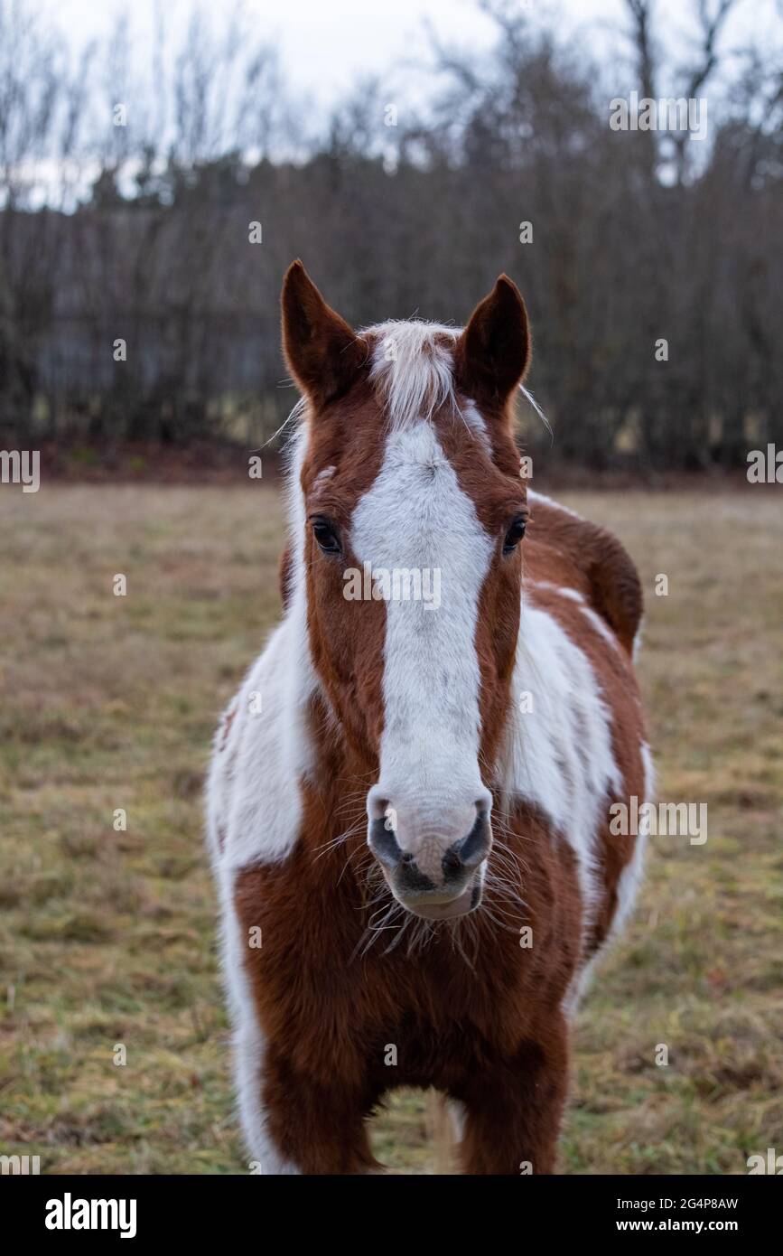 Vertical shot of a white and brown horse at a pasture Stock Photo - Alamy