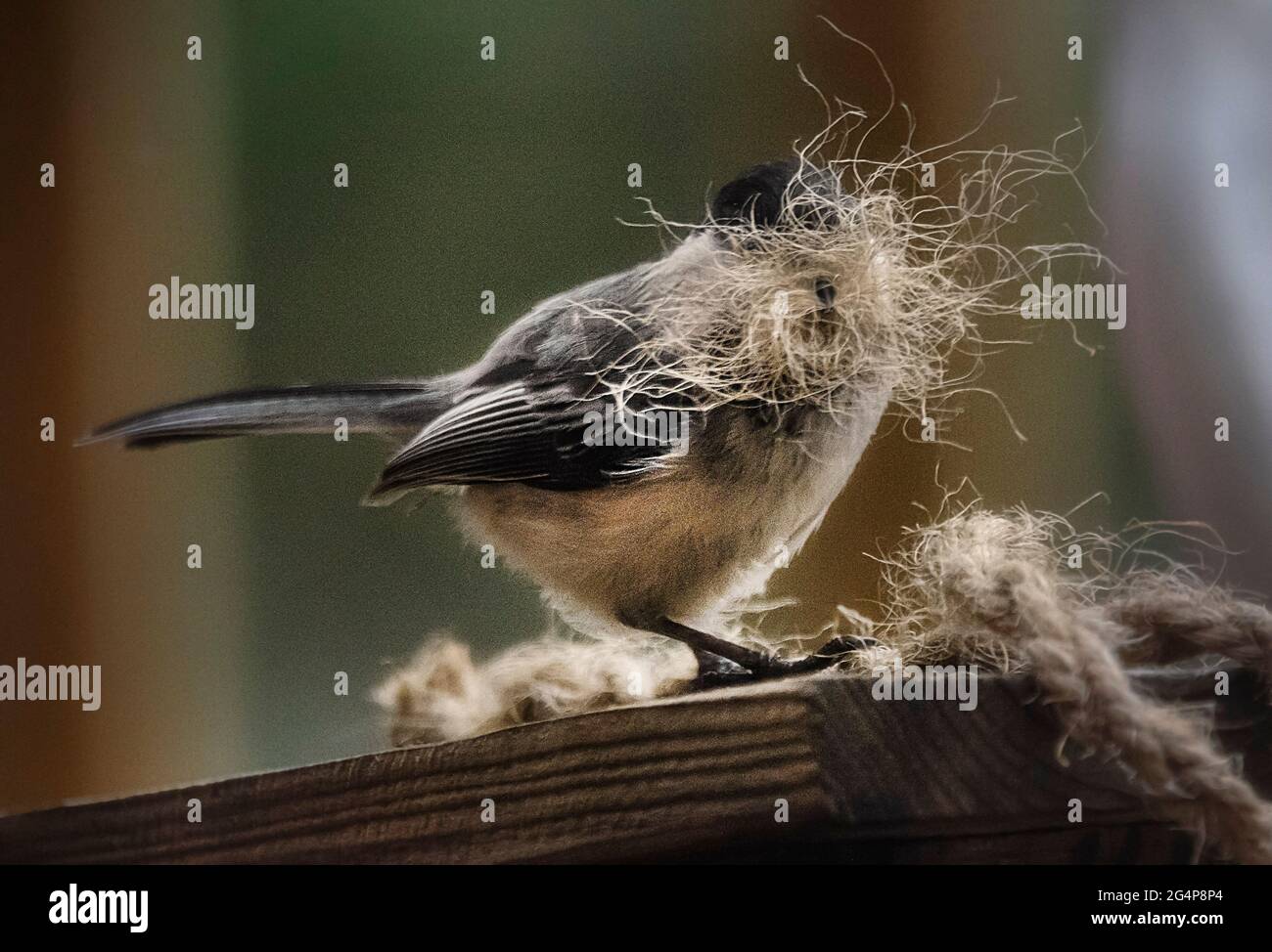 Little Blackcapped Chickadee building her nest Stock Photo