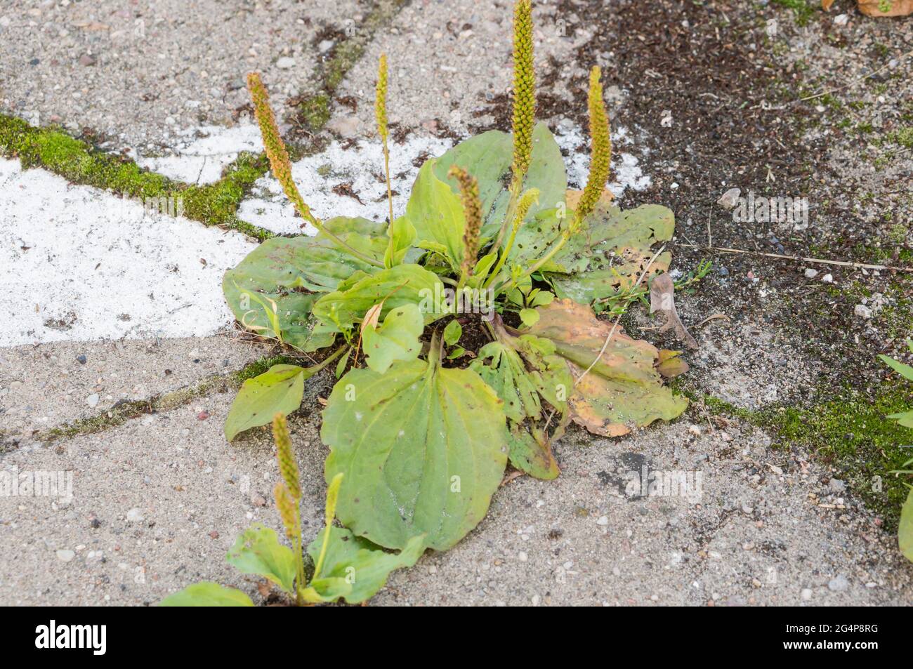 Closeeup shot of a plant growing on concrete Stock Photo Alamy