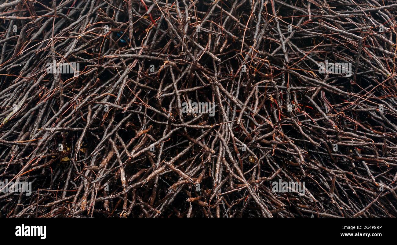 Many Roots of a Tree Cut Down on the Beach and Fouled with Sand Stock