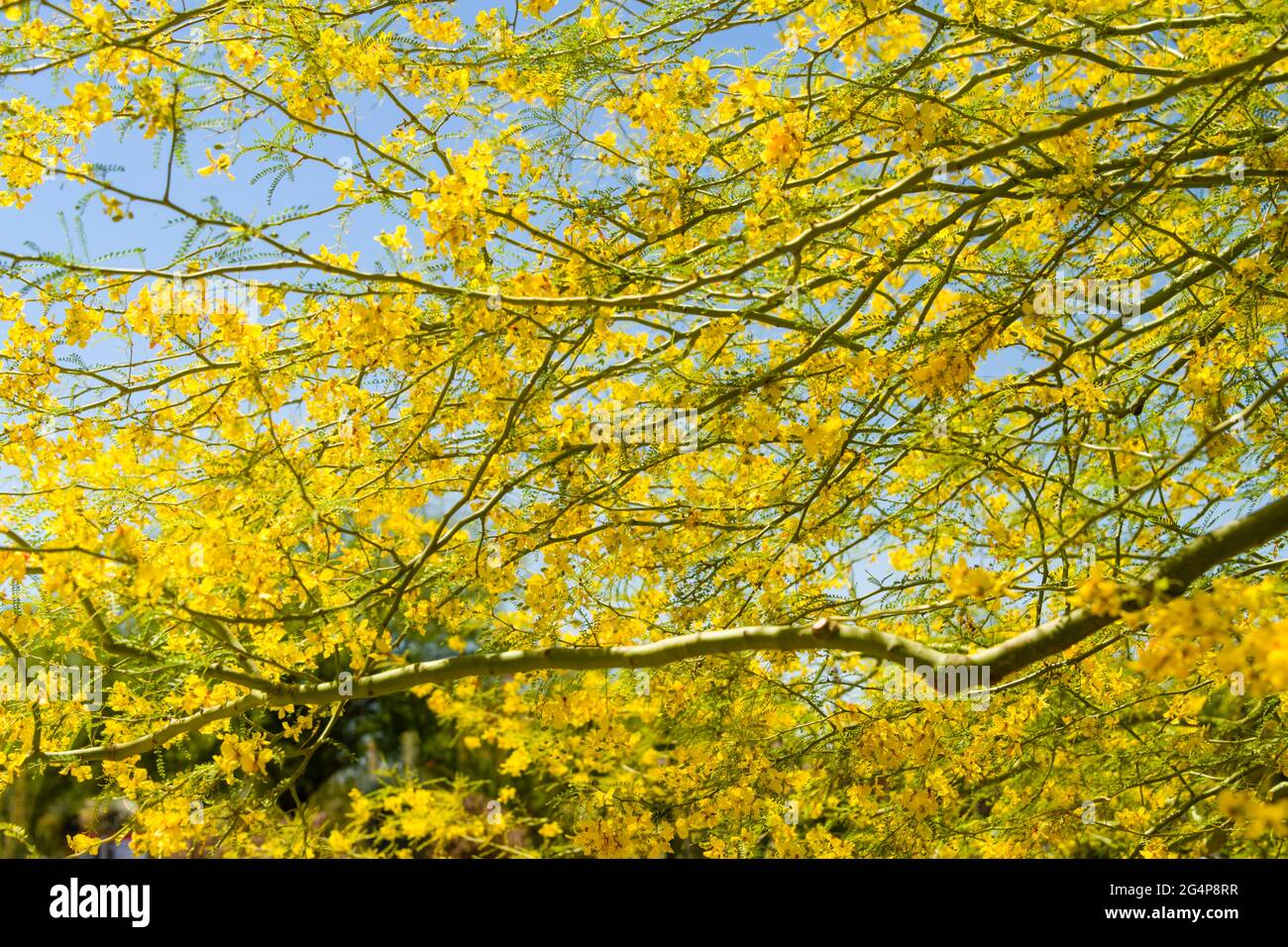 Desert Botanical Garden - Plants & Sculpture - Flowering Palo Verde Tree (Parkinsonia, aculeata) Stock Photo