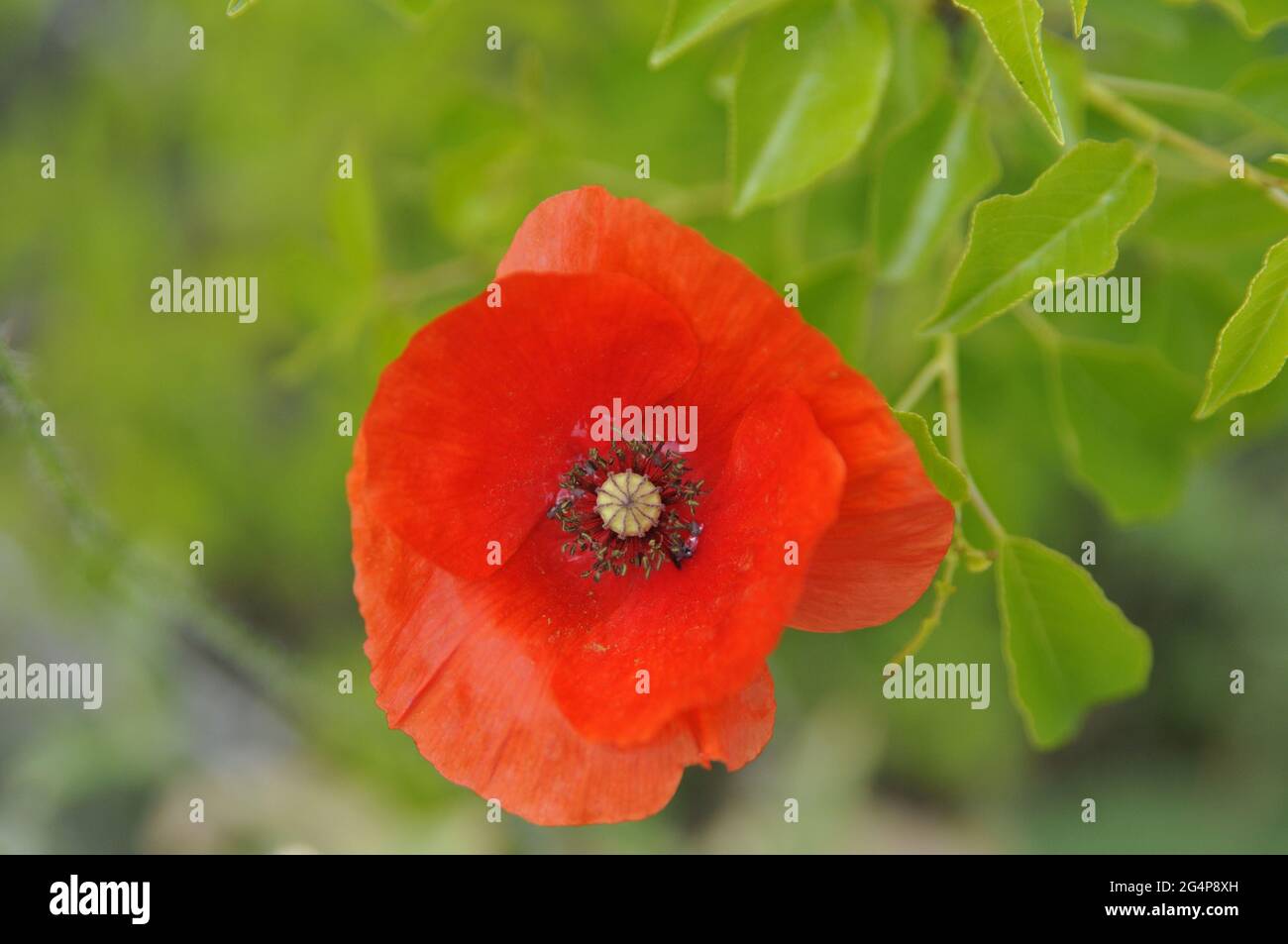 Top view of a red Common poppy flower in the garden Stock Photo