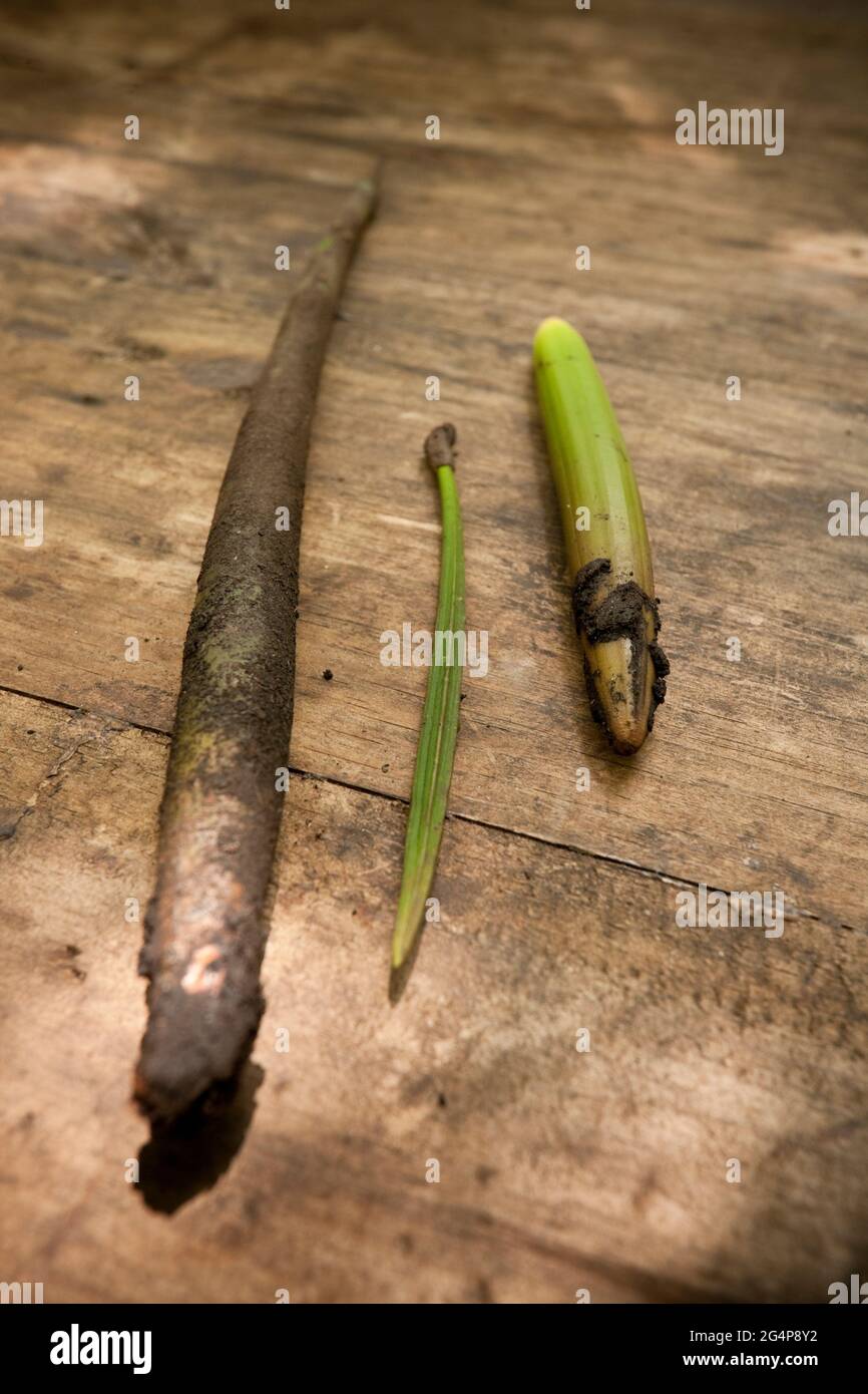 Mangrove seeds hi-res stock photography and images - Alamy