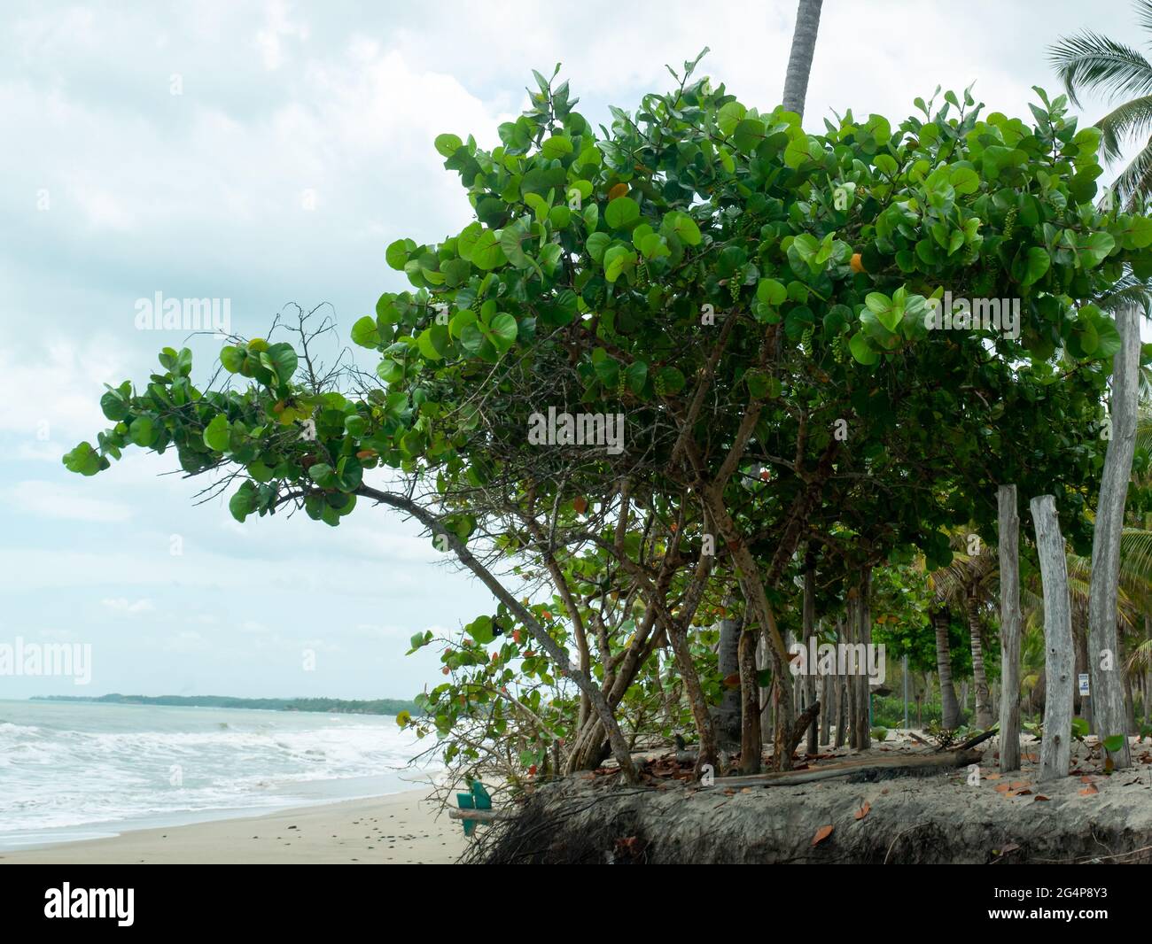 Big Tree Known as Seagrape and Baygrape (Coccoloba uvifera) in the Palomino's Beach, in La Guajira, Colombia Stock Photo