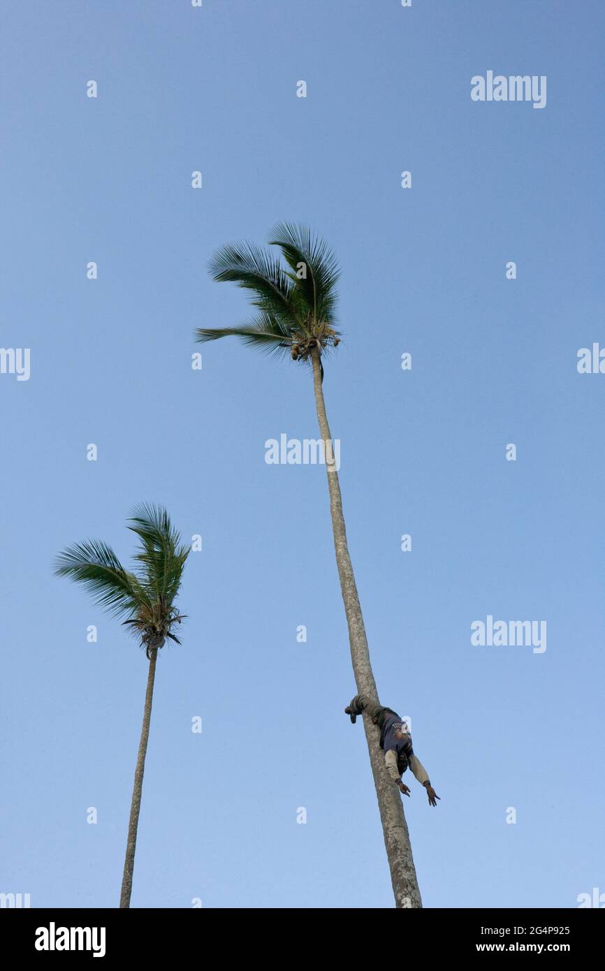 Upsidedown tree hires stock photography and images Alamy