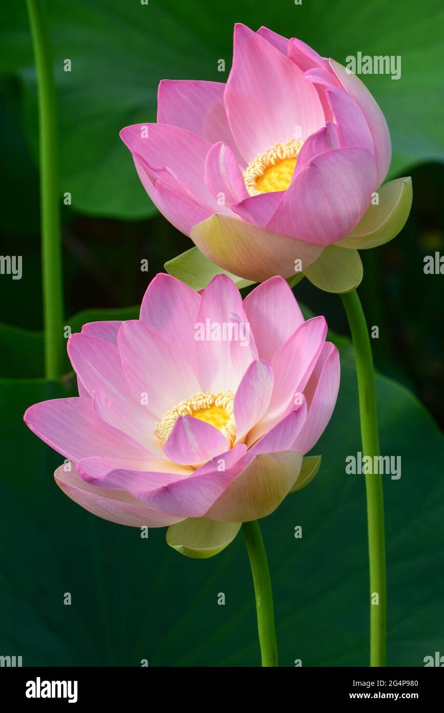 Two lotus plants in early bloom at Kenilworth Aquatic Gardens Stock Photo