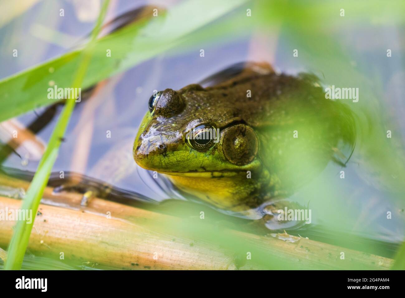 green frog (Lithobates clamitans or Rana clamitans) Stock Photo