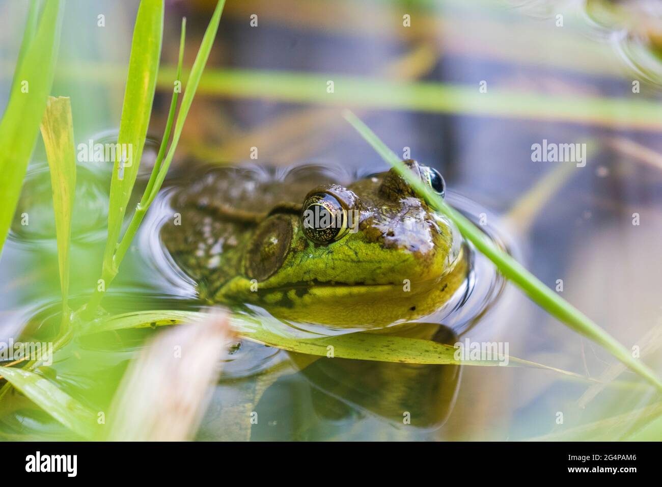 green frog (Lithobates clamitans or Rana clamitans) Stock Photo