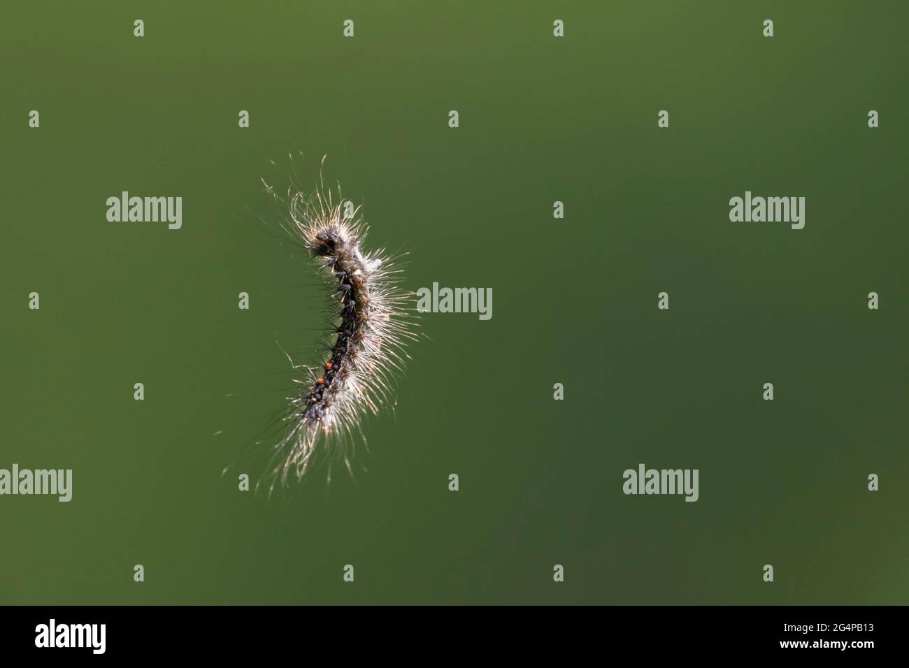 Lymantria dispar, the gypsy moth caterpillar in the air Stock Photo - Alamy