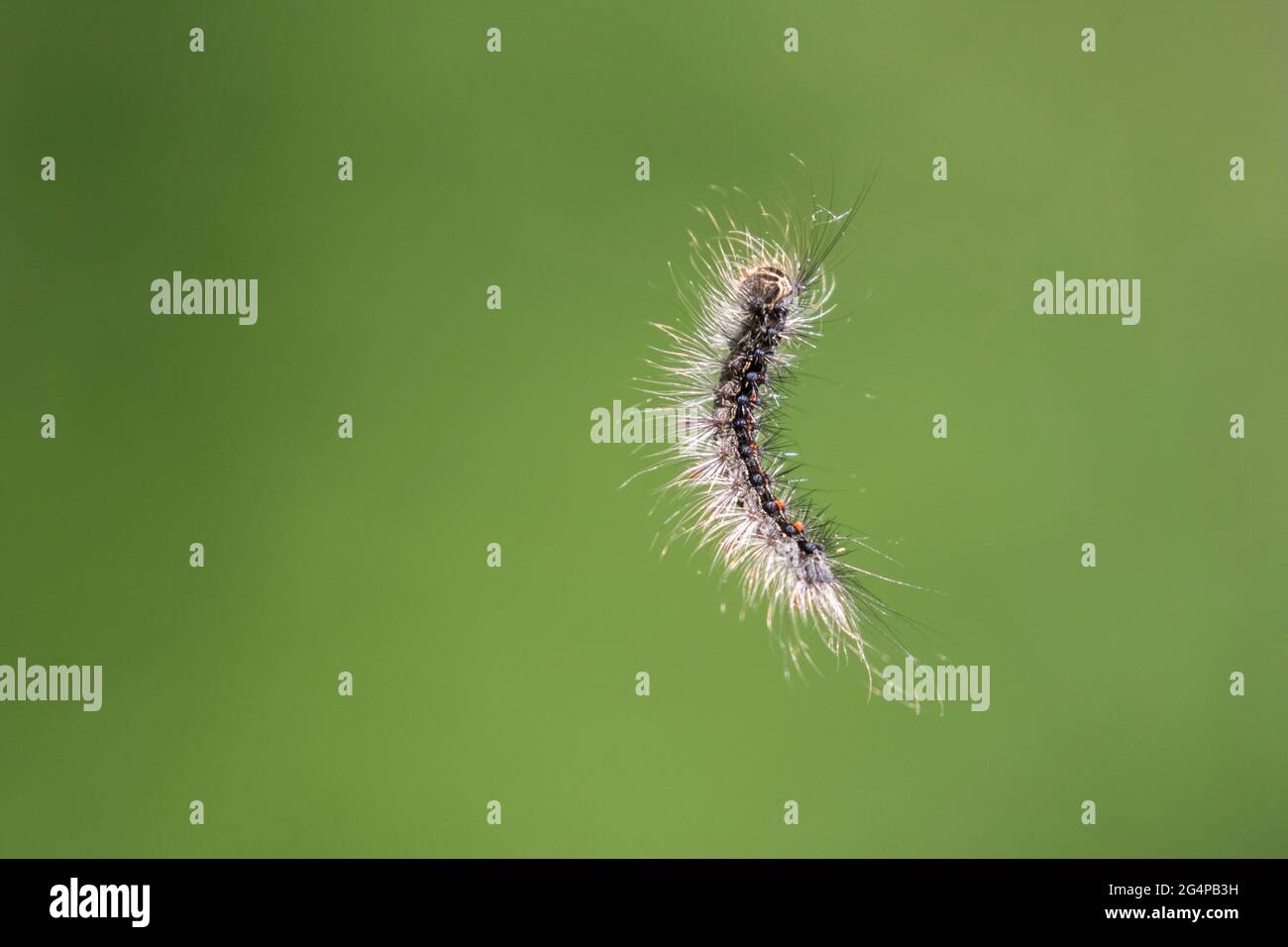 Lymantria dispar, the gypsy moth caterpillar in the air Stock Photo - Alamy